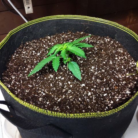 Alaskan Purple Auto growlog timeline photo