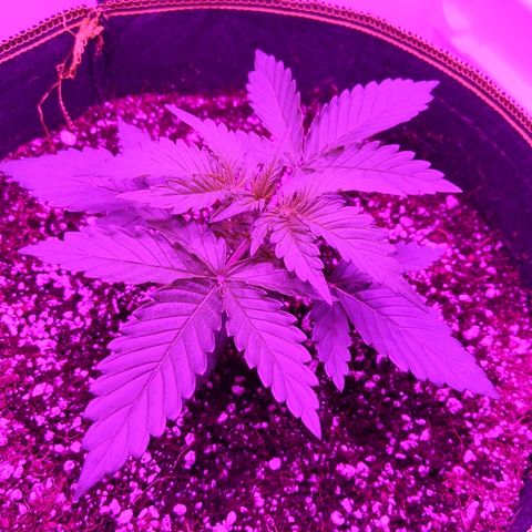 Alaskan Purple Auto growlog timeline photo