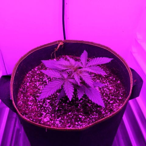 Alaskan Purple Auto growlog timeline photo