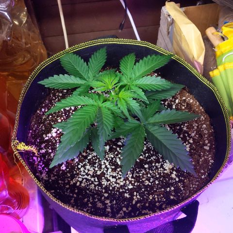 Alaskan Purple Auto growlog timeline photo