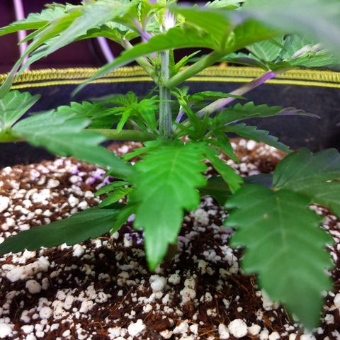 Alaskan Purple Auto growlog timeline photo