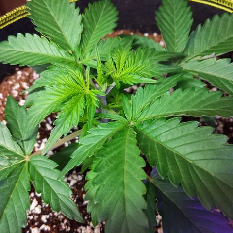 Alaskan Purple Auto growlog timeline photo