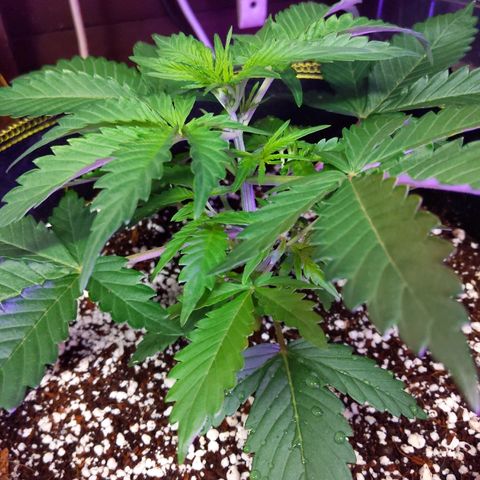 Alaskan Purple Auto growlog timeline photo