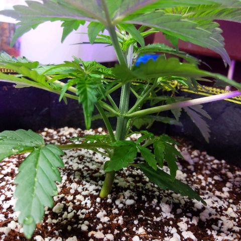 Alaskan Purple Auto growlog timeline photo