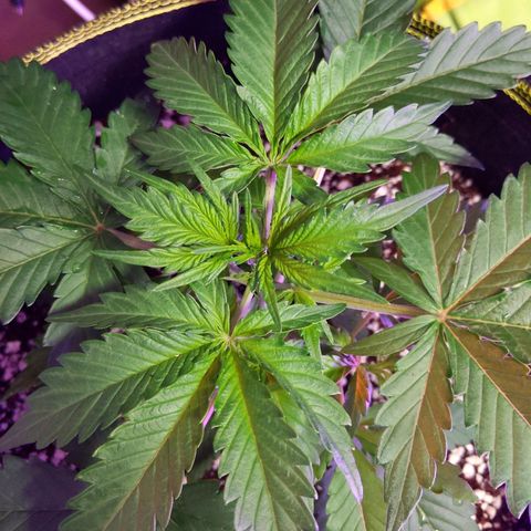 Alaskan Purple Auto growlog timeline photo