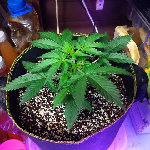 Alaskan Purple Auto growlog timeline photo