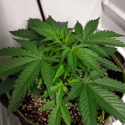 Alaskan Purple Auto growlog timeline photo
