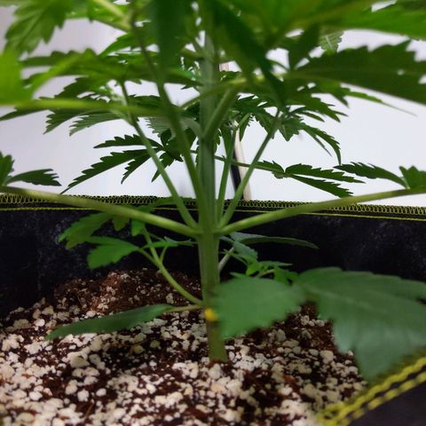 Alaskan Purple Auto growlog timeline photo