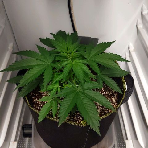Alaskan Purple Auto growlog timeline photo