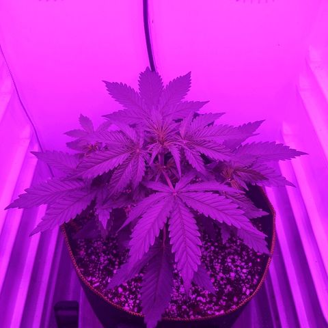 Alaskan Purple Auto growlog timeline photo
