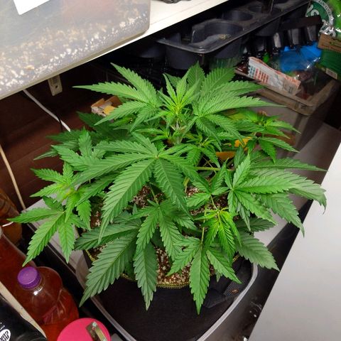 Alaskan Purple Auto growlog timeline photo