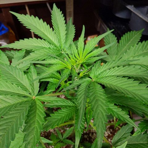 Alaskan Purple Auto growlog timeline photo
