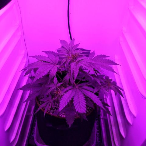 Alaskan Purple Auto growlog timeline photo