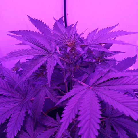 Alaskan Purple Auto growlog timeline photo
