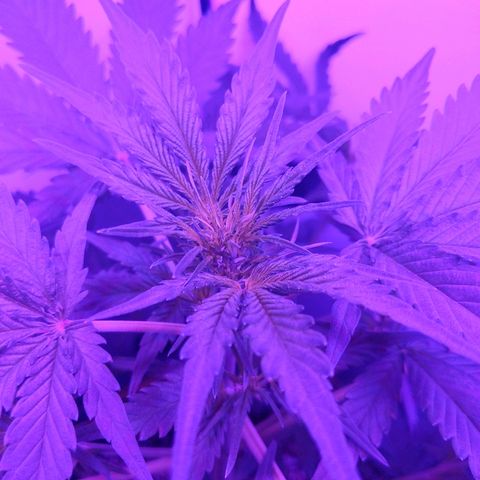 Alaskan Purple Auto growlog timeline photo