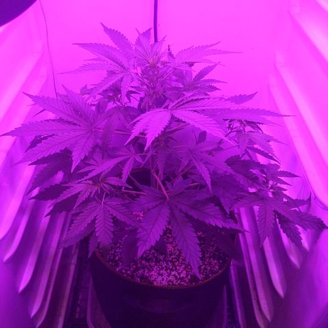 Alaskan Purple Auto growlog timeline photo