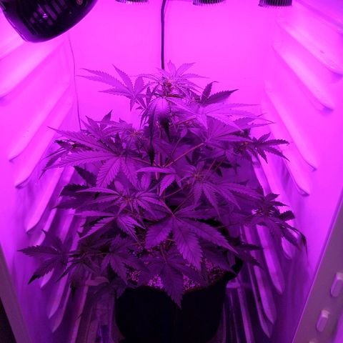Alaskan Purple Auto growlog timeline photo