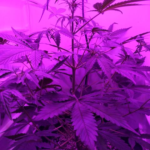 Alaskan Purple Auto growlog timeline photo