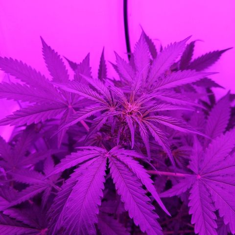 Alaskan Purple Auto growlog timeline photo
