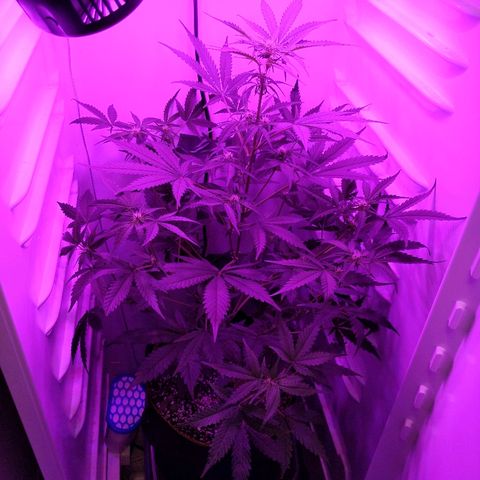 Alaskan Purple Auto growlog timeline photo