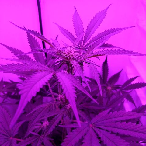Alaskan Purple Auto growlog timeline photo