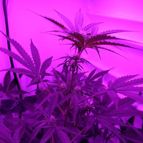Alaskan Purple Auto growlog timeline photo
