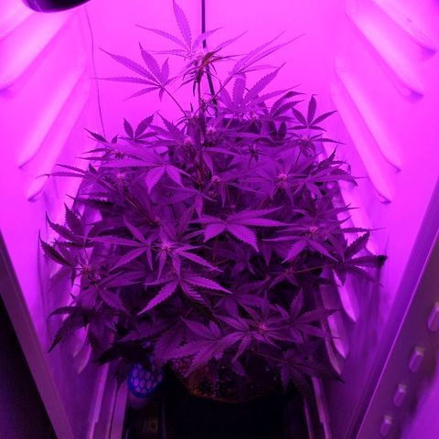 Alaskan Purple Auto growlog timeline photo