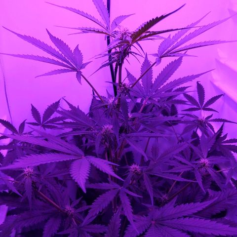 Alaskan Purple Auto growlog timeline photo