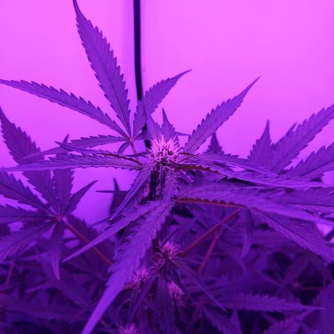 Alaskan Purple Auto growlog timeline photo