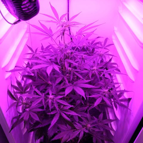 Alaskan Purple Auto growlog timeline photo