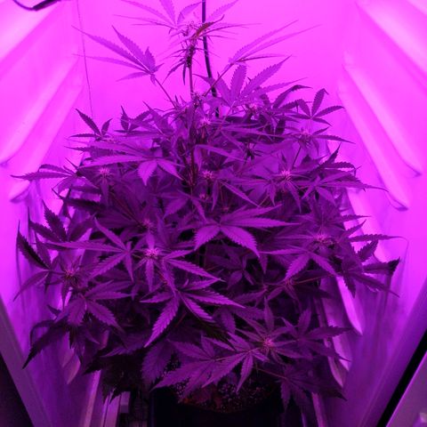 Alaskan Purple Auto growlog timeline photo