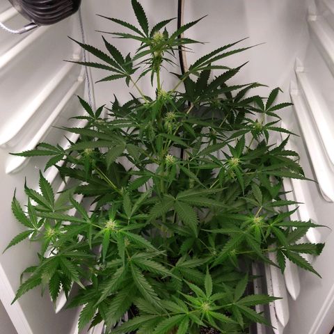 Alaskan Purple Auto growlog timeline photo