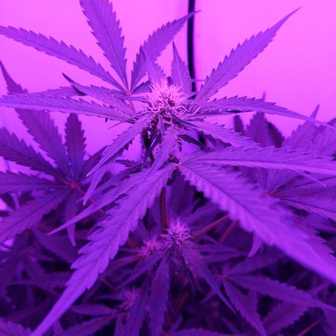 Alaskan Purple Auto growlog timeline photo