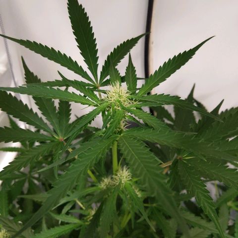 Alaskan Purple Auto growlog timeline photo