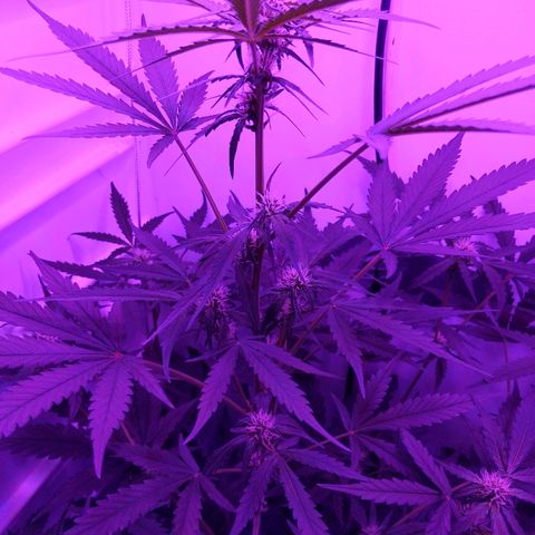 Alaskan Purple Auto growlog timeline photo