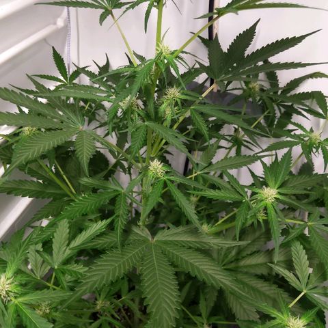 Alaskan Purple Auto growlog timeline photo