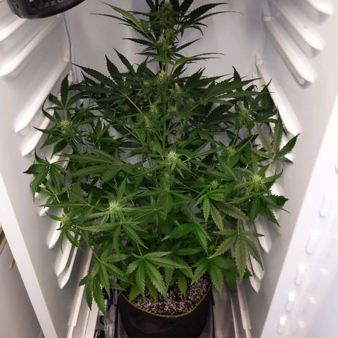 Alaskan Purple Auto growlog timeline photo
