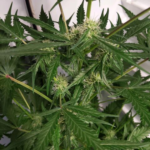Alaskan Purple Auto growlog timeline photo