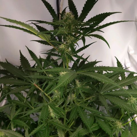 Alaskan Purple Auto growlog timeline photo