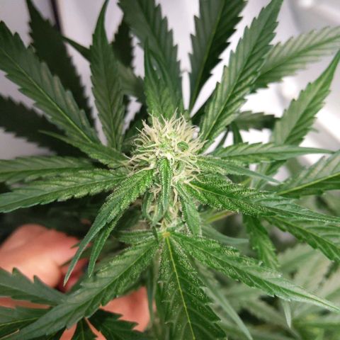 Alaskan Purple Auto growlog timeline photo