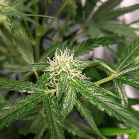 Alaskan Purple Auto growlog timeline photo