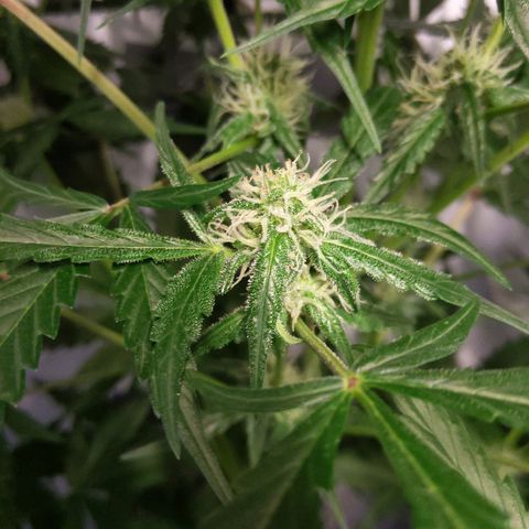Alaskan Purple Auto growlog timeline photo
