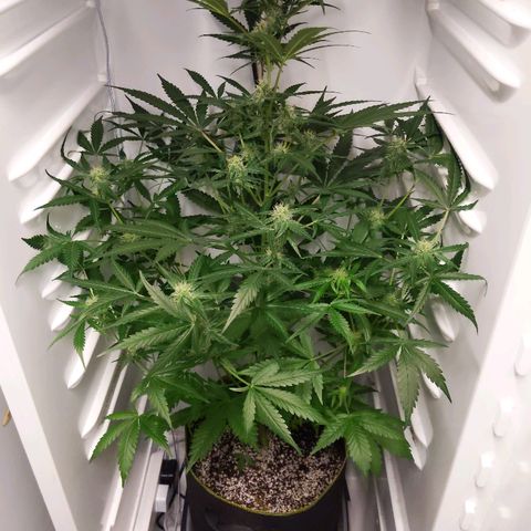 Alaskan Purple Auto growlog timeline photo