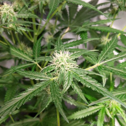 Alaskan Purple Auto growlog timeline photo
