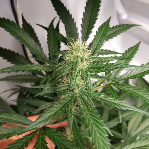 Alaskan Purple Auto growlog timeline photo