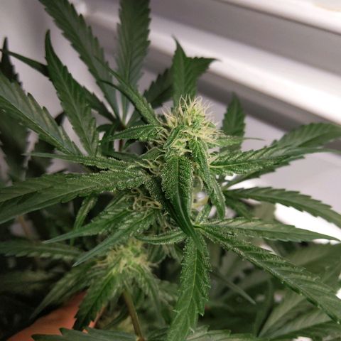 Alaskan Purple Auto growlog timeline photo