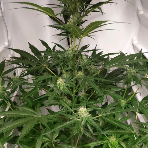 Alaskan Purple Auto growlog timeline photo