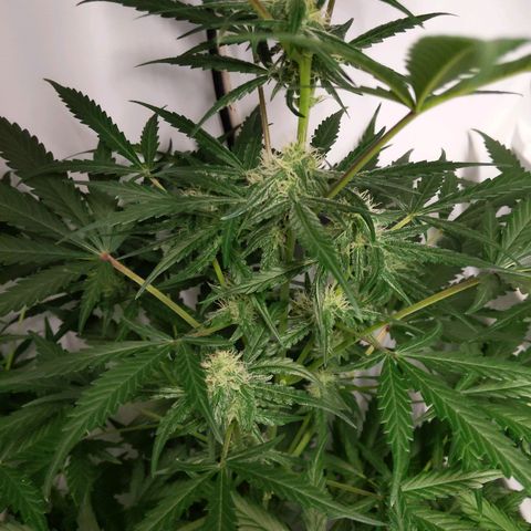 Alaskan Purple Auto growlog timeline photo