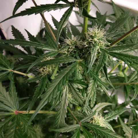 Alaskan Purple Auto growlog timeline photo
