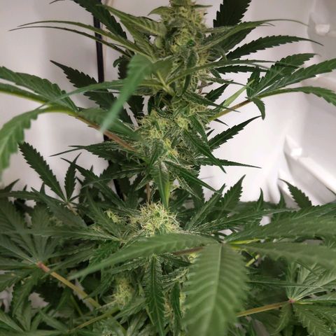 Alaskan Purple Auto growlog timeline photo